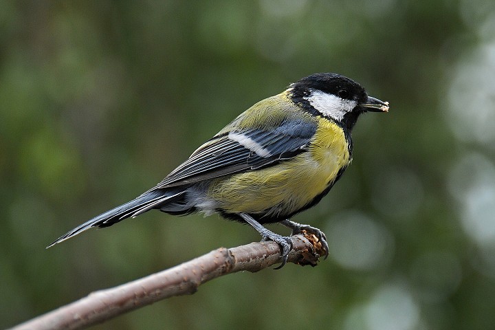 Sýkora koňadra (Parus major)